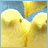 Animated sequence of yellow birds with blue background, text changes from 'REAL PEEPS' to 'STICK TOGETHER' across frames.