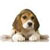 Pixelated static image of a beagle dog with brown and white fur lying down on a plain white background.