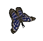 Three pixelated blue butterflies with white spots and dark brown edges, each in a distinct wing position against a solid light gray background.