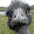 Animals icons for AIM, MSN, MySpace and Yahoo