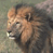 Animated contact sheet showing two lion frames and a CoolBuddy.com logo frame on a blue background with gray transparency.