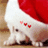 Pixelated image of a white animal wearing red Santa hat with three small pink hearts on its face, next to red text reading 'Thin Ice babey' on white background.