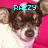 A small dog with brown and white fur appears in four against a pink background, each showing different text above the dog's head