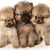 Four distinct animal and symbol images arranged in a : puppies, dog and cat, peace sign with rainbow colors, and empty space