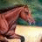 A horse in motion appears on the left, with pink text reading "I Wish I Had A Horse" arranged vertically and horizontally across a white background.