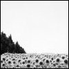 Black-and-white pixelated image showing a dark forest silhouette on the left against a light background with a patterned foreground.