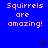 Blue background with repeated pink text 'Squirrels are amazing!' and scattered black star-like symbols.