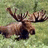 A pixelated moose stands on grass with large antlers, next to a blue background displaying 'AM MOOSE!!!!' in cyan text.