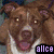 Six distinct dog faces and a red heart with '=love' text arranged in a