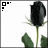Animated sequence of a black rose with green leaves against white background, showing subtle motion in petals and stem.
