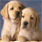 Two golden retriever puppies sit side-by-side against a blue background, with one puppy having a black heart symbol above its head in the second frame.