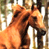 Animated contact sheet showing two horse frames and a CoolBuddy.com logo on blue background, with gray transparency area.