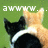 Two cats, one black and white with a white stripe on its head, the other orange tabby, viewed from behind against green background; text appears above and below.