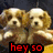 Animated sequence of a dog's face with changing text overlays and subtle facial expression shifts across frames.