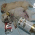 A light brown dog lies on a blue surface with two small dogs and metallic objects, one of which has red text.