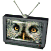 Four television sets with antennas display animal faces: an owl, a bald eagle head, a bird in green foliage, and another bald eagle head.