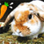 A pixelated close-up of a light brown and white rabbit with large dark eyes, holding an orange carrot with a green top against a dark background.