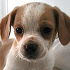 A close-up of a small dog with brown and white fur, large dark eyes, and a black nose, looking directly at the viewer.