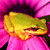 Pixelated static image of a yellow-green frog-like creature against a pink and purple gradient background with dark accents.