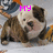 A pixelated dog with brown and white fur appears in a with pink text above it