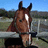 A horse's head rests on a metal fence against a grassy field and blue sky, with blue text elements arranged vertically and horizontally on a cyan background.