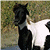 Two horses in a split-screen layout with pink and white text reading "LOVE horses!" on the bottom left and right.