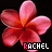 pink plumeria flowers with the name 'RACHEL' in varying colors beneath each flower on a black background