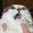 Pixelated image of a white cat with green eyes and pink ears, mouth open in a meow, being held by a hand, on a bright yellow background with red text.