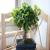Static image of a small potted tree with dense green foliage against a light background.