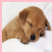 Pixelated brown dog with floppy ears lies on white background, head turned slightly right, eyes closed or squinted, black nose visible.