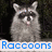 Four raccoons in a with text overlays; top-left raccoon has tongue out, bottom-right is standing on hind legs