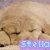 A golden retriever dog lies down with eyes closed, its head resting on a surface, while the text "Stella" appears in a colored box below.