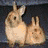 Two rabbits sit side-by-side on a dark surface with pink flowers and green foliage in the background.
