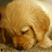 Animated sequence of a golden retriever puppy with light brown fur, head lowered in a downward-facing pose