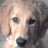 Pixelated close-up of a light-colored dog's face with dark eyes and nose, ears partially visible against a muted background.