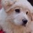 Pixelated close-up of a dog's face with light brown and white fur, dark eyes, and black nose on a blurred background.