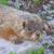 A pixelated animal with brown and gray fur lies on a light blue surface, surrounded by green and brown background elements.