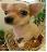 Pixelated static image of a light brown dog with dark eyes and nose, partially visible green foliage in background, on a neutral gray backdrop.