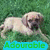 A four- of dog images with overlaid text: top-left dog on grass, top-right dog with yellow text, bottom-left dog with red text, bottom-right empty