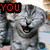 Four- of a gray cat with closed eyes and open mouth, each displaying different colored text above or below the cat