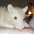 A split-screen image shows two rats on the top half and pink text reading "I love my raties!" on a black background below.