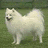 Two side-by-side static images of a white fluffy dog on green grass, one in profile facing left with tail curled up, the other facing forward with mouth open.
