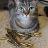 Pixelated static image of a cat with gray and brown fur, blue eyes, and a light-colored chest resting on a textured surface.
