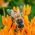 A pixelated image shows a light-colored animal with dark eyes and nose, surrounded by orange and green foliage.