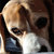 Pixelated close-up of a light brown dog with dark brown patches resting its head on a white surface, eyes closed, against a dark background.