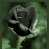 Animated contact sheet of a dark rose icon with repeating "I love you" text across multiple frames showing subtle bloom animation.