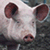 A pig's face appears in four with text forming 'Please Don't Eat Me.'