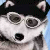 A 50x50 pixel buddy icon featuring a husky dog wearing glasses and a black beanie, alongside the text "SNOW DOGS" in blue and white block letters on a transparent background.