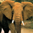 Animated contact sheet showing two elephant frames and a text logo frame on blue background.