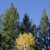 Pixelated static image showing three coniferous trees against a clear blue sky with a central yellowish ground area.